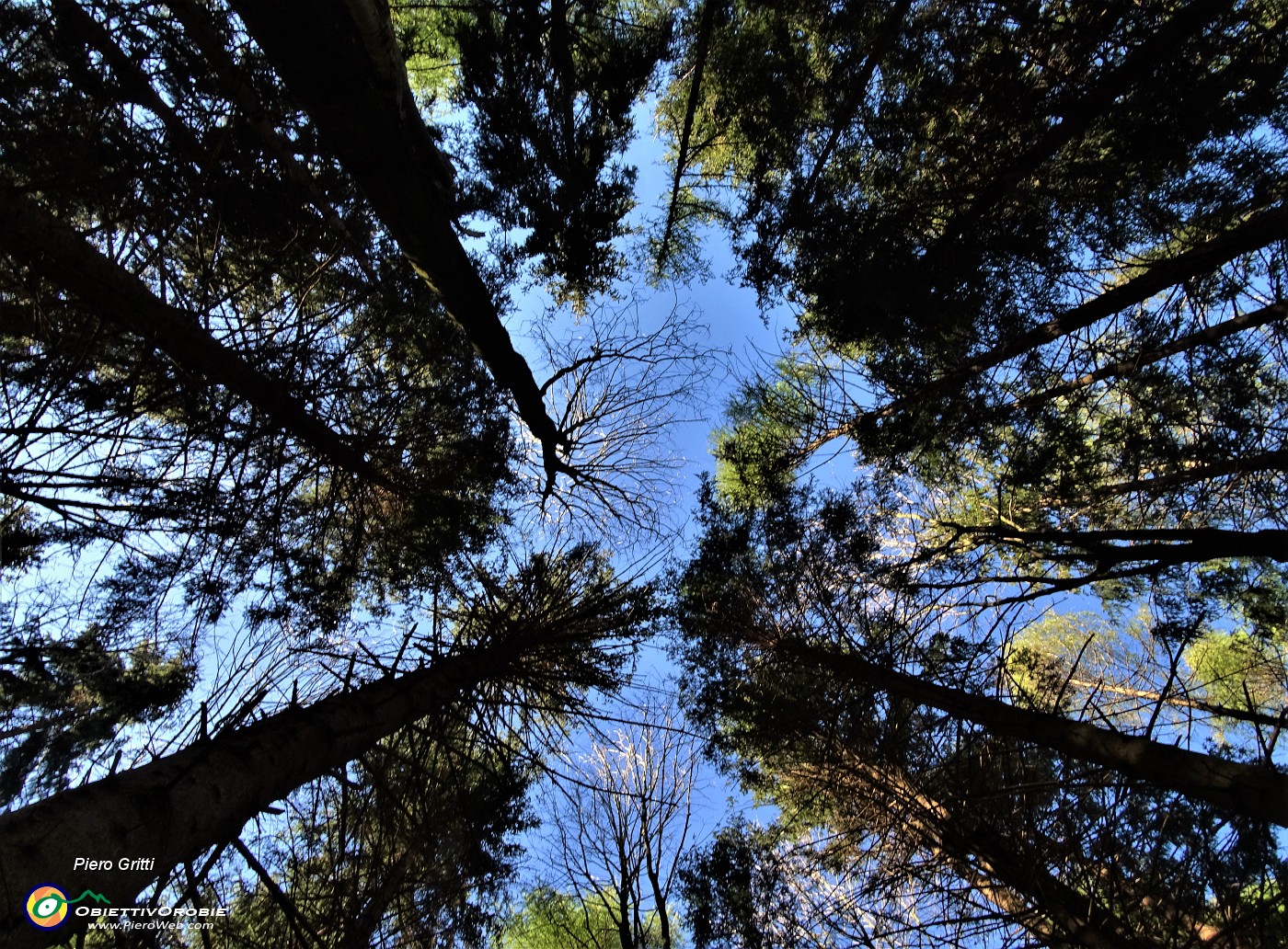 31 Alti abeti svettano verso il cielo.JPG